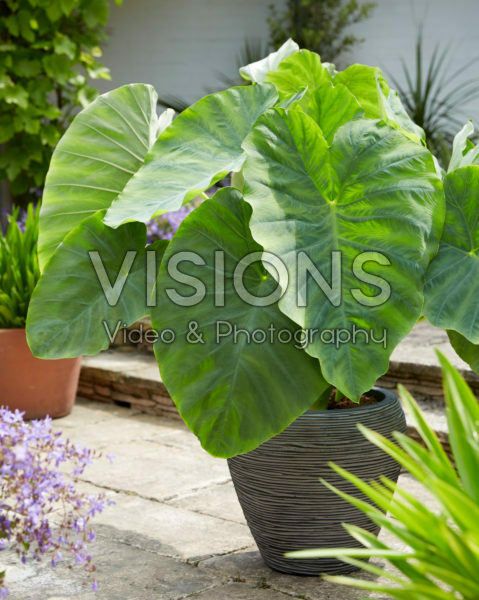 Colocasia esculenta Colocasia esculenta