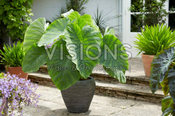 Colocasia esculenta Colocasia esculenta
