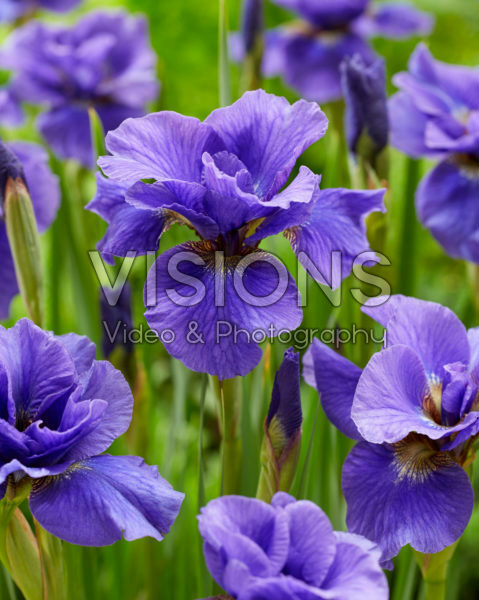 Iris sibirica Rambunctious