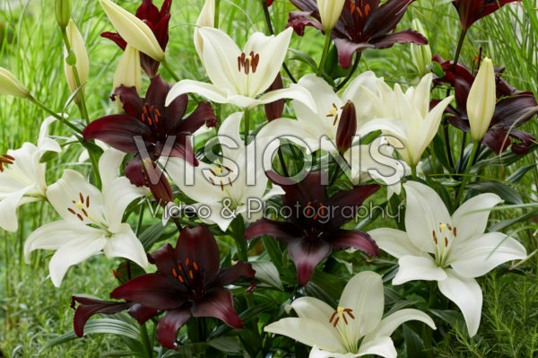 Lilium combination Lilium combination