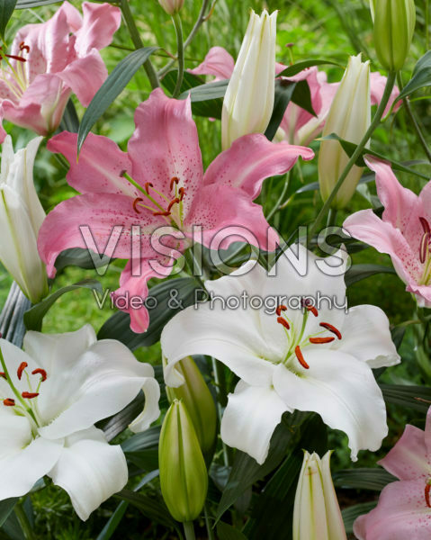 Lilium combinatie
