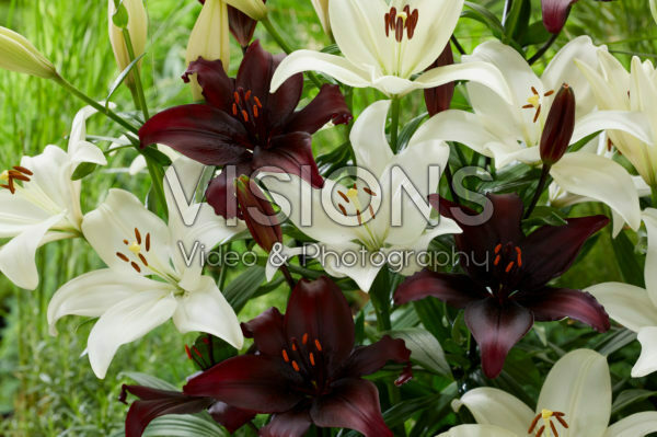 Lilium combinatie Lilium combinatie