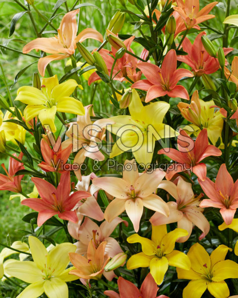 Lilium mix, asiatic pollen free Lilium mix, asiatic pollen free