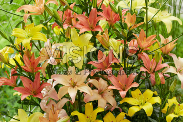 Lilium mix, stuifmeelvrij aziatisch Lilium mix, stuifmeelvrij aziatisch