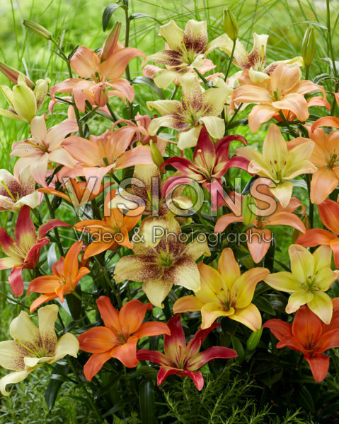 Lilium mix, asiatic pollen free Lilium mix, asiatic pollen free