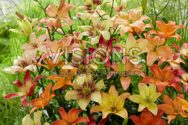 Lilium mix, asiatic pollen free Lilium mix, asiatic pollen free