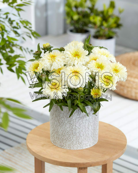 Leucanthemum Ice Cream Dream Leucanthemum Ice Cream Dream