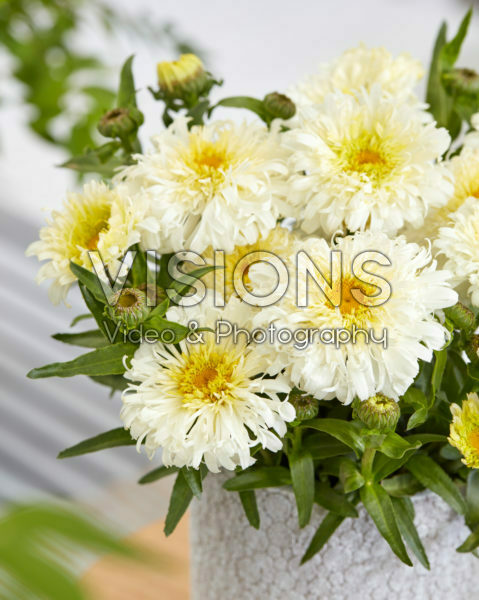 Leucanthemum Ice Cream Dream Leucanthemum Ice Cream Dream