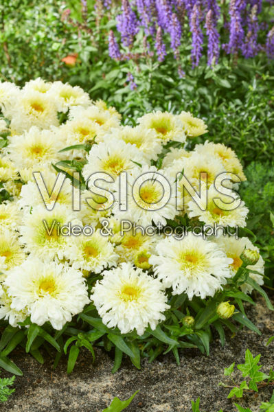 Leucanthemum Ice Cream Dream Leucanthemum Ice Cream Dream