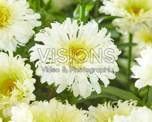 Leucanthemum Ice Cream Dream Leucanthemum Ice Cream Dream