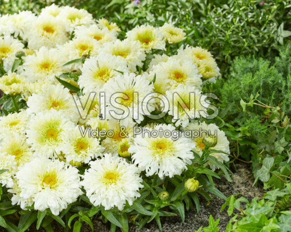 Leucanthemum Ice Cream Dream Leucanthemum Ice Cream Dream