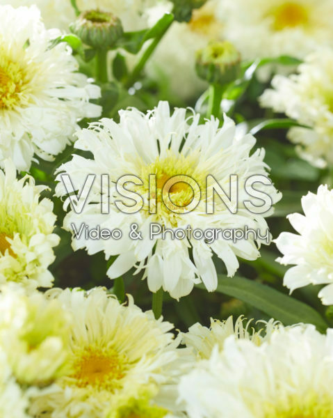 Leucanthemum Ice Cream Dream Leucanthemum Ice Cream Dream