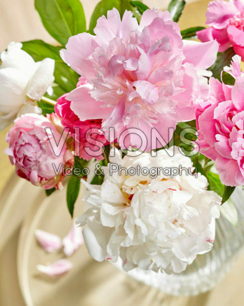 Paeonia bouquet Paeonia bouquet