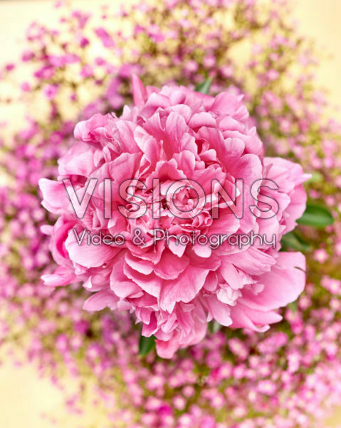 Paeonia flower Paeonia flower