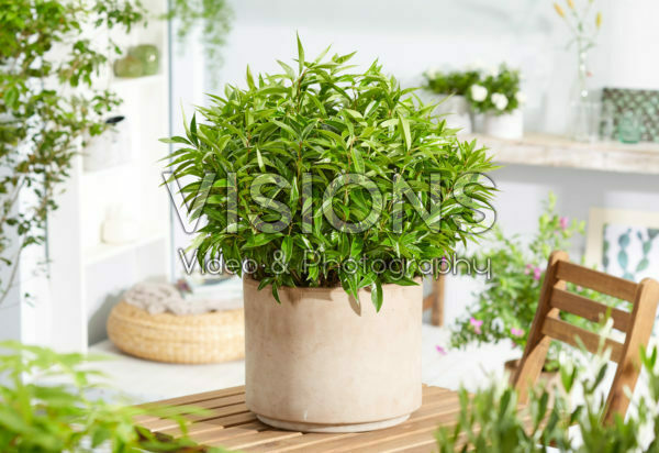 Sarcococca confusa Sarcococca confusa