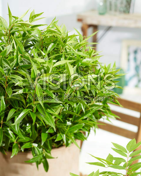 Sarcococca confusa Sarcococca confusa