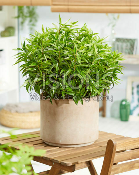 Sarcococca confusa Sarcococca confusa