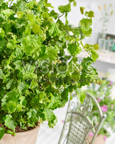 Corylus avellana Scooter