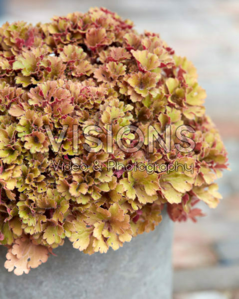 Heuchera Frilly Heuchera Frilly
