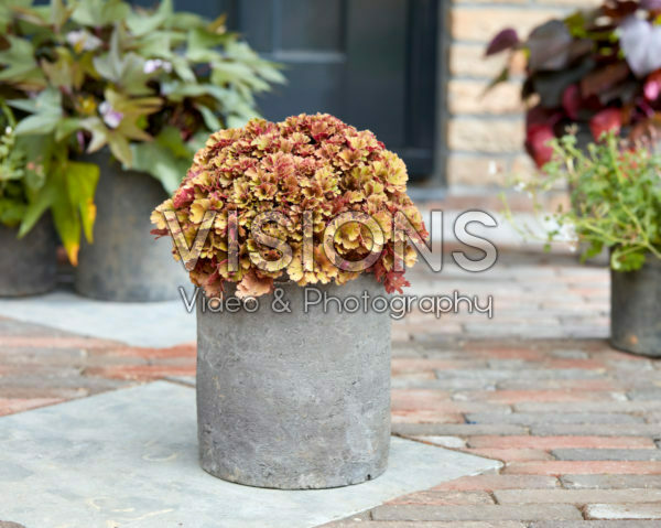 Heuchera Frilly Heuchera Frilly
