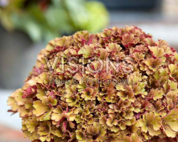 Heuchera Frilly