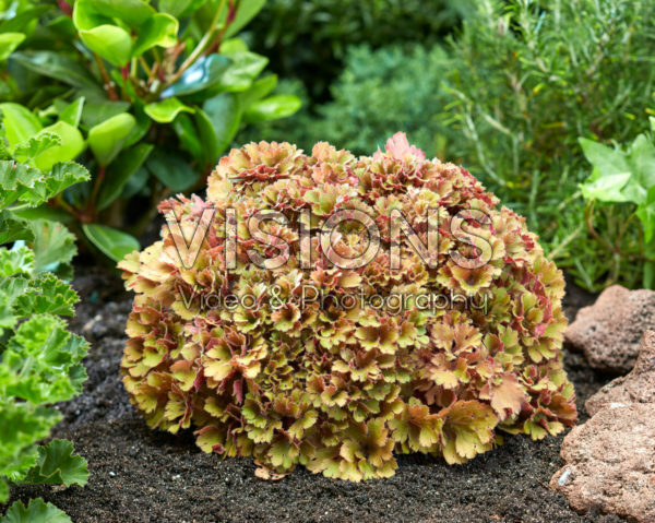 Heuchera Frilly Heuchera Frilly