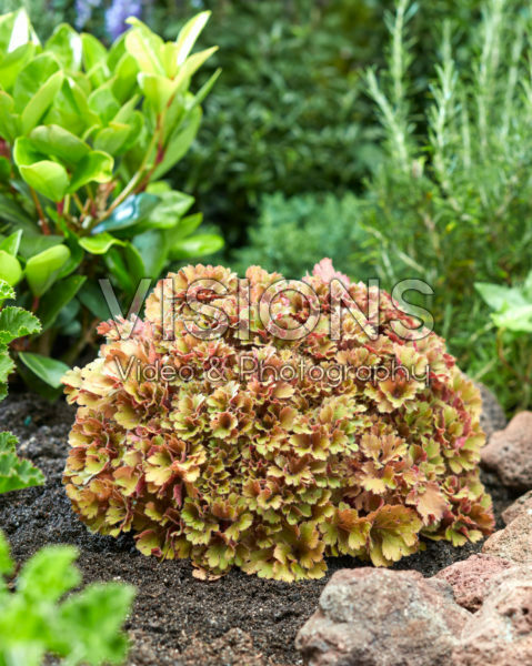 Heuchera Frilly Heuchera Frilly