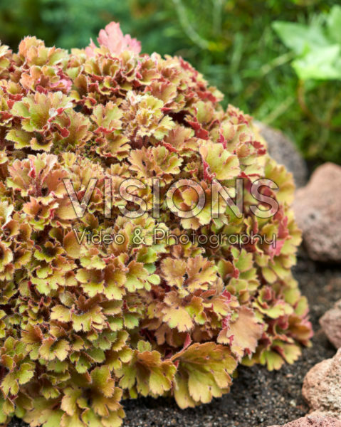 Heuchera Frilly
