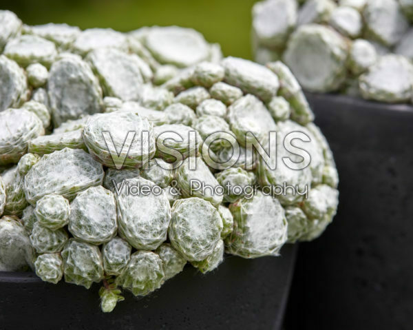Sempervivum Arctic White