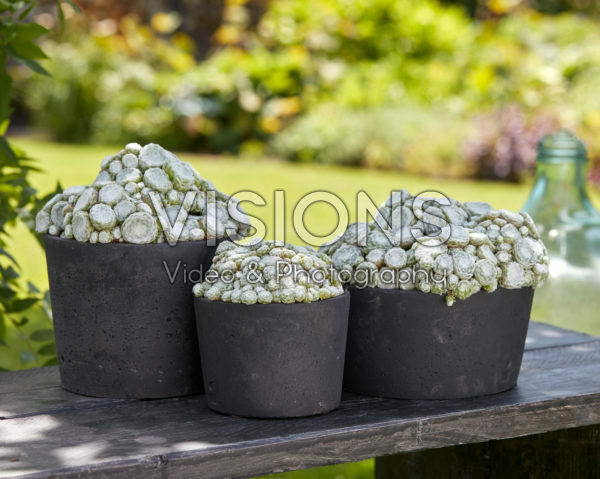 Sempervivum Arctic White Sempervivum Arctic White