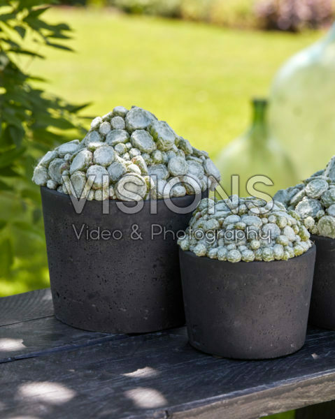 Sempervivum Arctic White