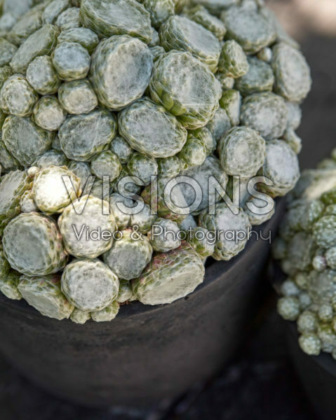 Sempervivum Arctic White Sempervivum Arctic White