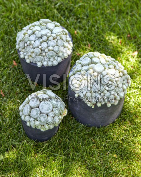 Sempervivum Arctic White