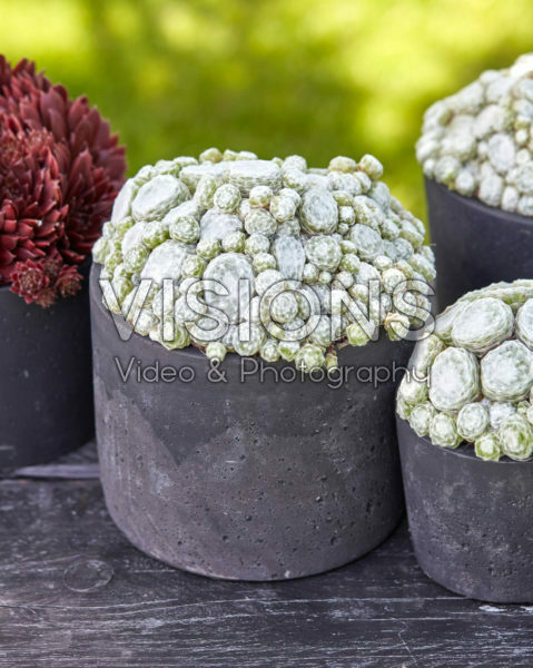 Sempervivum Arctic White Sempervivum Arctic White