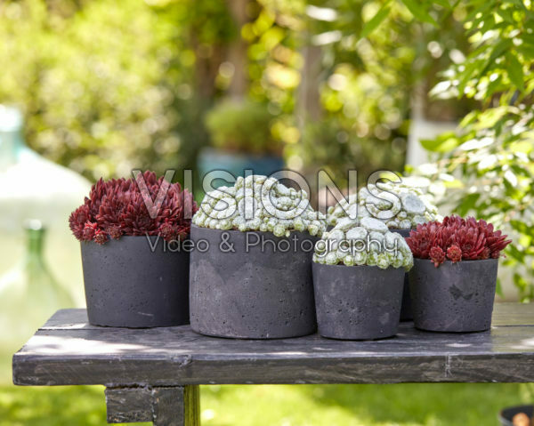 Sempervivum Arctic White, Coral Red Sempervivum Arctic White, Coral Red