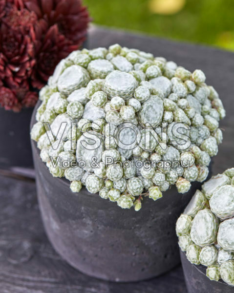 Sempervivum Arctic White Sempervivum Arctic White