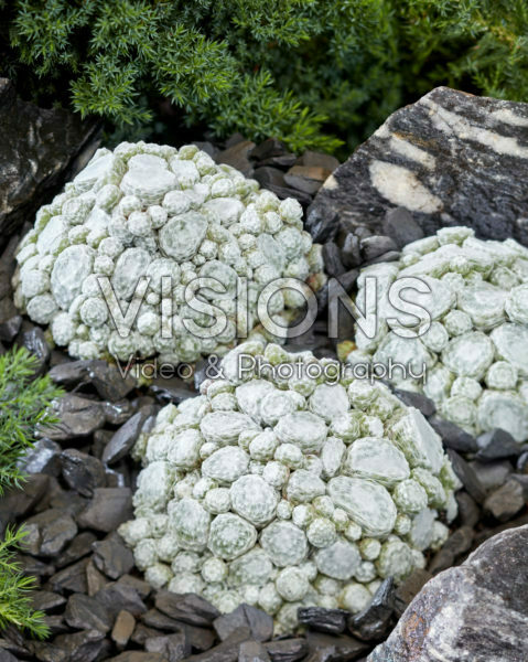 Sempervivum Arctic White Sempervivum Arctic White