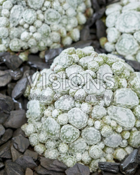 Sempervivum Arctic White Sempervivum Arctic White