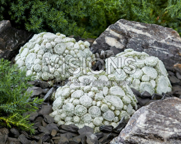 Sempervivum Arctic White Sempervivum Arctic White
