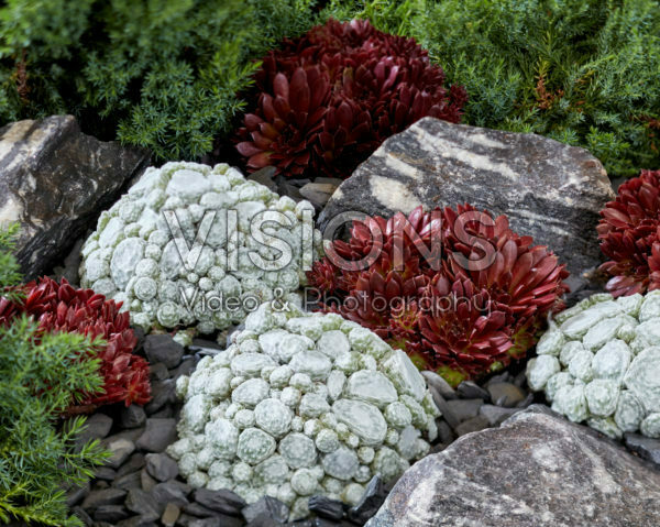 Sempervivum Arctic White, Coral Red Sempervivum Arctic White, Coral Red