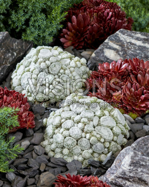 Sempervivum Arctic White, Coral Red
