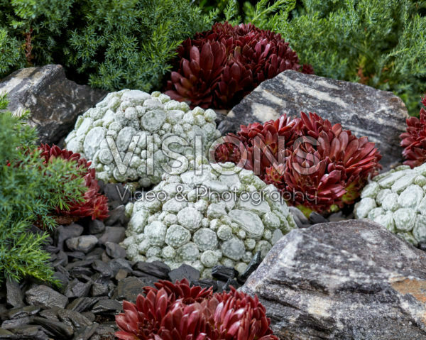 Sempervivum Arctic White, Coral Red Sempervivum Arctic White, Coral Red