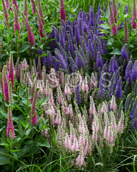 Veronica combination Veronica combination