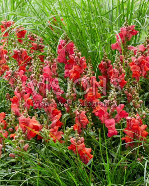 Antirrhinum majus combination Antirrhinum majus combination