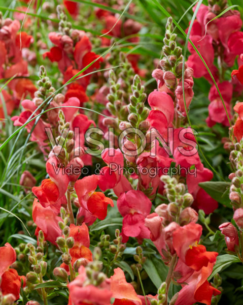 Antirrhinum majus combination Antirrhinum majus combination