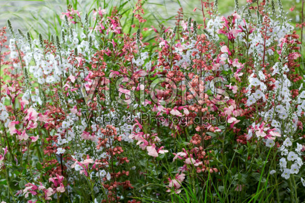 Pink perennial combination Pink perennial combination