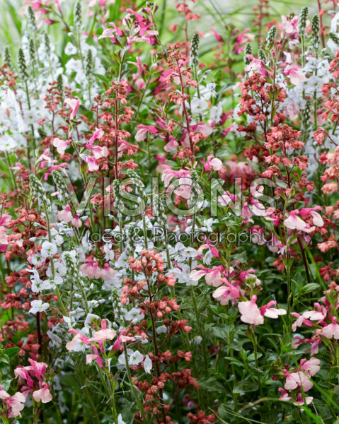 Pink perennial combination Pink perennial combination