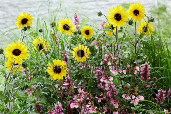 Perennial mix