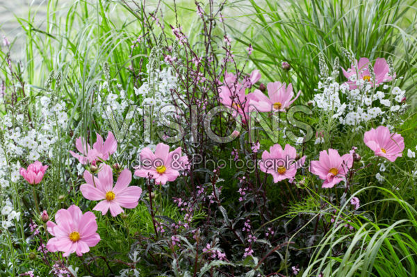 Vaste planten mix Vaste planten mix