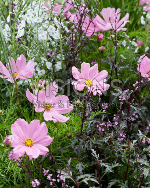 Vaste planten mix Vaste planten mix